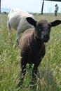 Vertical shot of cute little sheeps