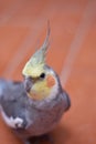 Vertical shot of a cute lovely cockatiel also known as weiro bird perched on the floor Royalty Free Stock Photo