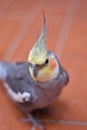 Vertical shot of a cute lovely cockatiel parrot also known as weiro bird perched on the floor Royalty Free Stock Photo