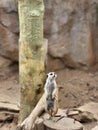 Vertical shot of a cute meerkat (Suricata suricatta) on alert