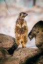 Vertical shot of cute meerkats standing on rocks Royalty Free Stock Photo