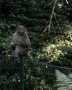 Vertical shot of a cute monkey sitting on a fence in the middle of the forest Royalty Free Stock Photo