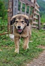 Vertical shot of cute playful puppy walking on grass