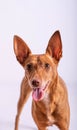 Vertical shot of a cute Podenco Canario dog Royalty Free Stock Photo