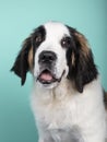 Vertical shot of a cute puppy of St. Bernard isolated on a green background