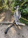 Vertical shot of a cute ring-tailed lemur playing on a tree branch in a park Royalty Free Stock Photo