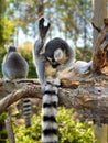 Vertical shot of cute ring-tailed lemurs playing on a tree in a park Royalty Free Stock Photo