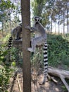 Vertical shot of cute ring-tailed lemurs playing on a tree in a park Royalty Free Stock Photo