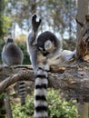 Vertical shot of cute ring-tailed lemurs playing on a tree in a park Royalty Free Stock Photo