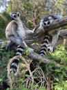 Vertical shot of cute ring-tailed lemurs playing on a tree in a park Royalty Free Stock Photo