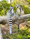 Vertical shot of cute ring-tailed lemurs playing on a tree in a park Royalty Free Stock Photo