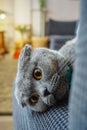 Vertical shot of cute Scottish fold cat portrait close up view looking at camera Royalty Free Stock Photo
