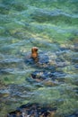 Vertical shot of a cute Sea lion & x28;Otariinae& x29; swimming in the blue waters of the ocean