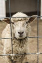 Vertical shot of a cute sheep behind a fence Royalty Free Stock Photo