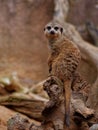 Vertical shot of a cute single meerkat sitting on a wood piece in a forest Royalty Free Stock Photo