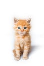 Vertical shot of a cute small ginger kitten isolated on a white background Royalty Free Stock Photo