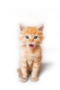 Vertical shot of a cute small ginger kitten isolated on a white background Royalty Free Stock Photo