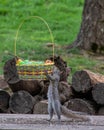 Vertical shot of a cute squirrel holding a basket full of colorful Easter eggs Royalty Free Stock Photo