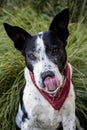 Vertical shot of a cute teddy roosevelt terrier dog sitting on the grass