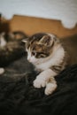 Vertical shot of a cute tiny kitten playing with a black blanket on a bed Royalty Free Stock Photo