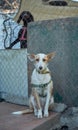 Vertical shot of a cute unusual half-breed white-brown dog with a martingale dog collar