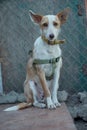 Vertical shot of a cute unusual half-breed white- dog with a martingale dog collar