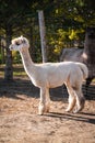 Vertical Shot Of A Cute White Alpaca &#x28;Vicugna Pacos&#x29; At A Farm On The Sunny Blurred Background