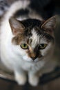 Vertical shot of a cute white domestic cat under the lights with a blurry background Royalty Free Stock Photo