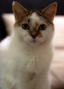 Vertical shot of a cute white domestic cat under the lights with a blurry background Royalty Free Stock Photo