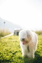 Vertical shot of a cute white Old English Sheepdog with a stuck-out tongue standing in a field