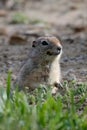 Vertical shot of a cute Wyoming ground squirrel at the green grass