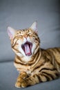 Vertical shot of a cute yawning Bengal cat lying on a sofa with a blurry background Royalty Free Stock Photo