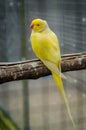 Vertical shot of a cute yellow Budgerigar parrot sitting on a wooden stick with blurred background