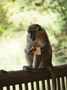 Vertical shot of the cutest common patas monkey eating a piece of stolen pizza