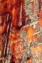 Vertical shot of cuts on a pine bark from resin extraction in a resin pine forest Royalty Free Stock Photo