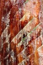 Vertical shot of cuts on a pine bark from resin extraction in a resin pine forest Royalty Free Stock Photo