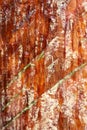 Vertical shot of cuts on a pine bark from resin extraction in a resin pine forest Royalty Free Stock Photo