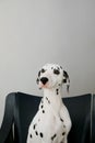 Vertical shot of a dalmatian dog breed sitting on a chair on a gray background