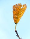 Vertical shot of a damaged yellow leaf with holes on the texture with a light blue background