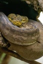 Vertical shot of a dangerous Timor python (Python timoriensis) resting on a tree in a zoo cage Royalty Free Stock Photo