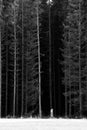 Vertical shot of dark gloomy forest with tall trees and a snowy field Royalty Free Stock Photo