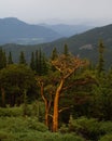 Vertical shot of a dead tree alone surrounded by green trees with mountains in the background Royalty Free Stock Photo