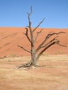 Vertical shot of a dead tree in a desert in Deadvlei, Namibia, Africa Royalty Free Stock Photo