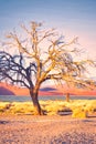 Vertical shot of dead tree in the desert of Sossusvlei, Namibia, dramatic light during golden hour Royalty Free Stock Photo