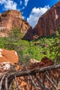 Vertical shot of a dead tree at the Zion National Park, Utah, USA Royalty Free Stock Photo