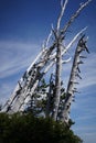 Vertical shot of dead whitebark pine trees Royalty Free Stock Photo