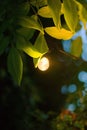 Vertical shot of decorative outdoor string light hanging on a tree in the garden in the evening. Royalty Free Stock Photo