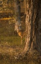 Vertical shot of a deer hiding behind a tree in a forest Royalty Free Stock Photo