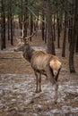 Vertical shot of a deer looking back near a lot of pine trees in a forest Royalty Free Stock Photo