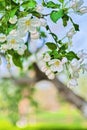 Vertical shot of delicate white apple tree blossoms (Malus Domestica) on the blurred background Royalty Free Stock Photo